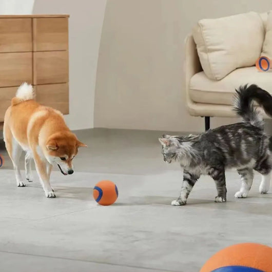 Pelota de Juego Resistente para Perros - Juguete Elástico para Traer y Masticar - Image 18