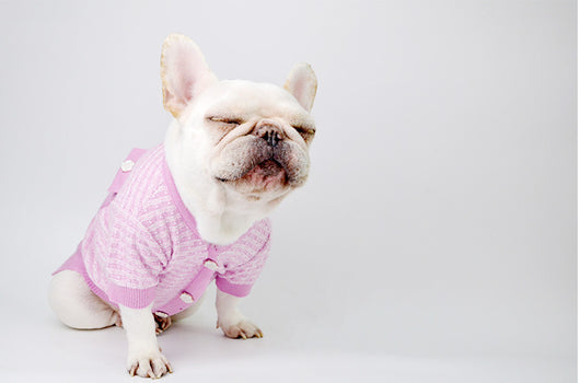 Ropa Clásica para Schnauzer - Abrigo para Otoño e Invierno - Image 10