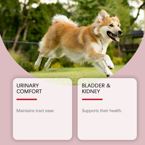 Gotas Herbales para la Salud Urinaria del Perro