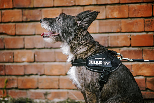 Correa de Arrastre Personalizable para Perros Medianos y Grandes