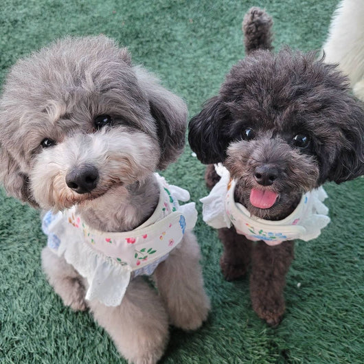 Arnés de Tracción Pectoral con Malla Transpirable - Image 13