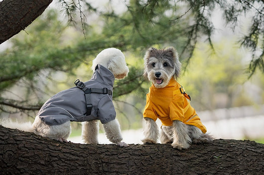 Impermeable para Perros Pequeños y Medianos con Arnés Integrado - Image 11