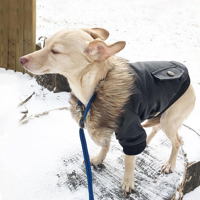 Abrigo de Cuero con Cuello de Piel para Perros - Otoño e Invierno