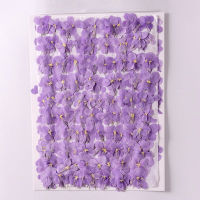 Flores Secas de Orquídea Violeta Premium - Image 4