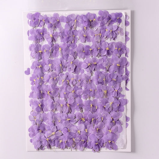 Flores Secas de Orquídea Violeta Premium - Image 4