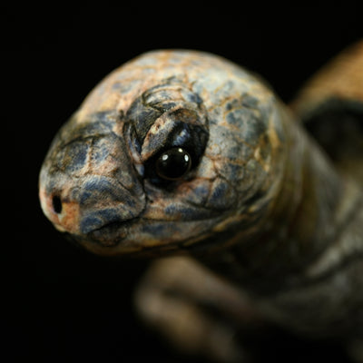 Peluche Realista de Tortuga Galápagos - Juguete Educativo y Adorable - Image 5