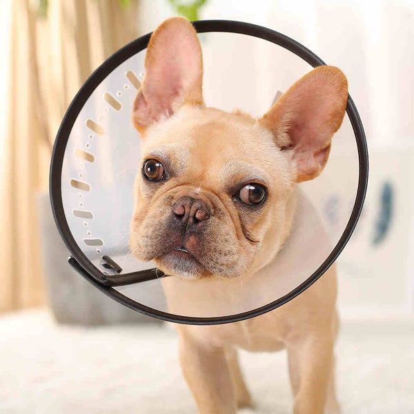 Collar Protector Antimorida y Antilametidas para Perros y Gatos