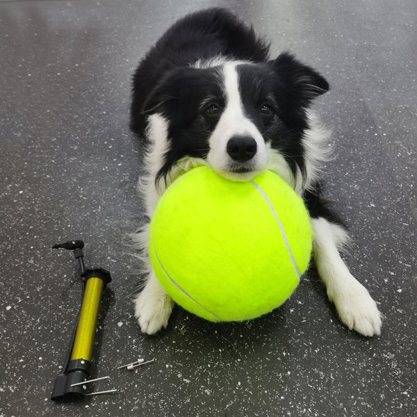 Large 8.5 inch (21.5 cm) yellow tennis ball, ideal for pet play or dog training.