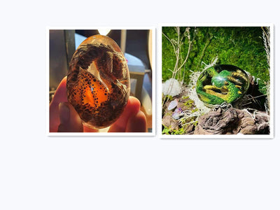 Huevo de Dragón de Lava - Decoración de Escritorio en Resina - Image 17
