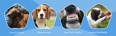 Juguete de Pulpo Chirriante para Perros - Juguete de Goma sin Relleno para Masticación y Dentición - Image 19