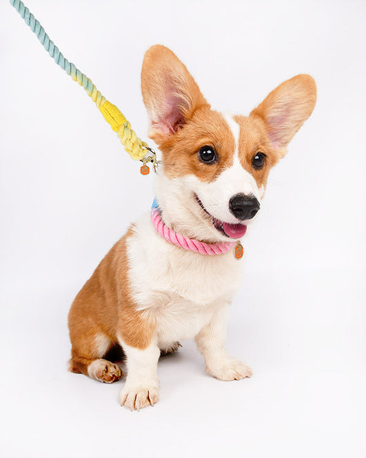 Collar Trenzado Antiexplosión para Perros - Image 15