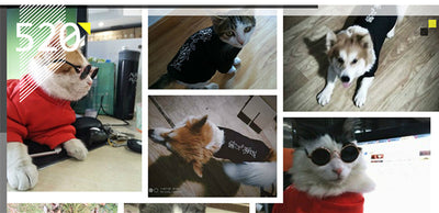 Ropa Personalizada para Mascotas con Patrón de Texto - Image 6