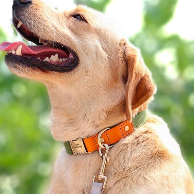 Correa de Paseo y Entrenamiento para Perros Pequeños - Image 13