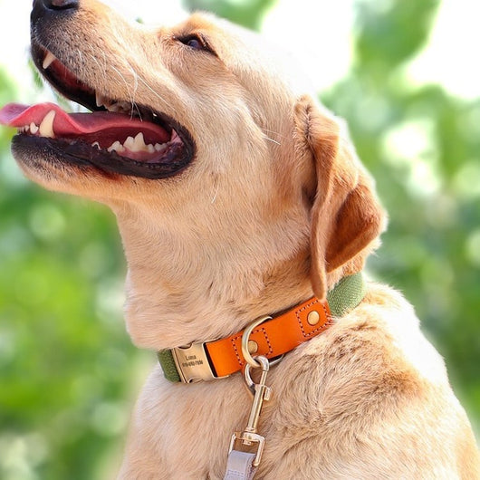 Correa de Paseo y Entrenamiento para Perros Pequeños - Image 13