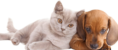 Peine Deslanador para Gatos y Perros con Liberación de Un Click - Image 24