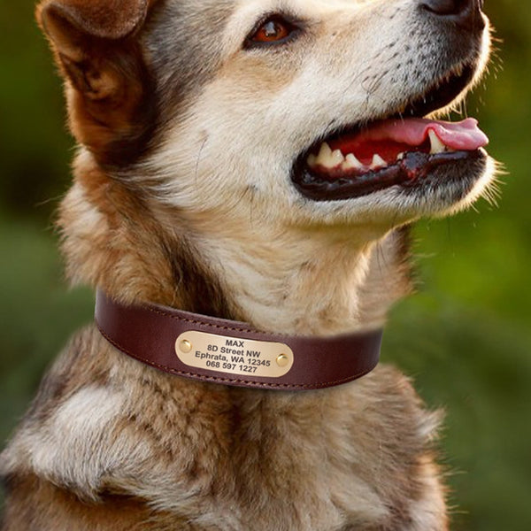 Collar de Cuero Genuino para Perro con Grabado Antiextravío