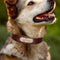 Collar de Cuero Genuino para Perro con Grabado Antiextravío
