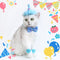 Disfraz de Fiesta para Gatos con Sombrero, Pajarita y Flores