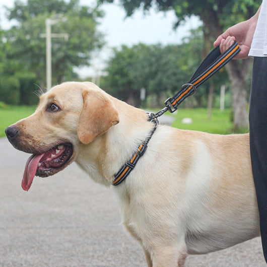 Cuerda de Entrenamiento Corta para Perros Grandes con Tracción