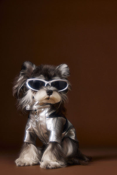 Chaqueta de Cuero Plateado Desgastado Teddy Schnauzer Bichon - Image 4