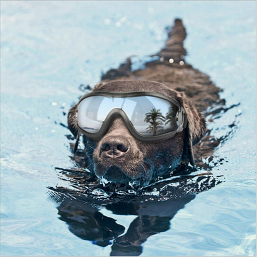 Gafas de Protección UV para Perros - Diseño Cóncavo Resistente al Agua