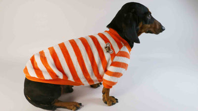 Sudadera Casual para Perros y Gatos - Image 6