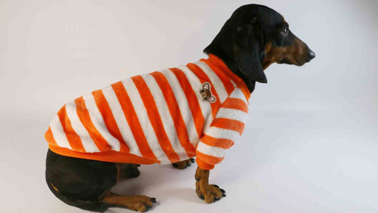 Sudadera Casual para Perros y Gatos - Image 6