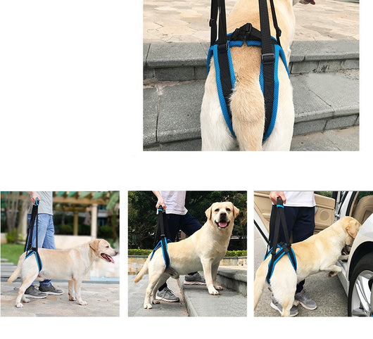 Soporte de Marcha con Correa para Patas de Mascotas - Image 48