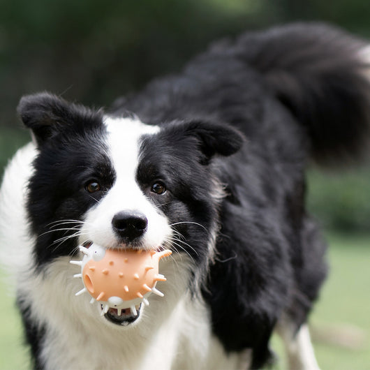 White and grey pufferfish-shaped dog toy with spikes, designed to be bite-resistant and vocal. - Image 5
