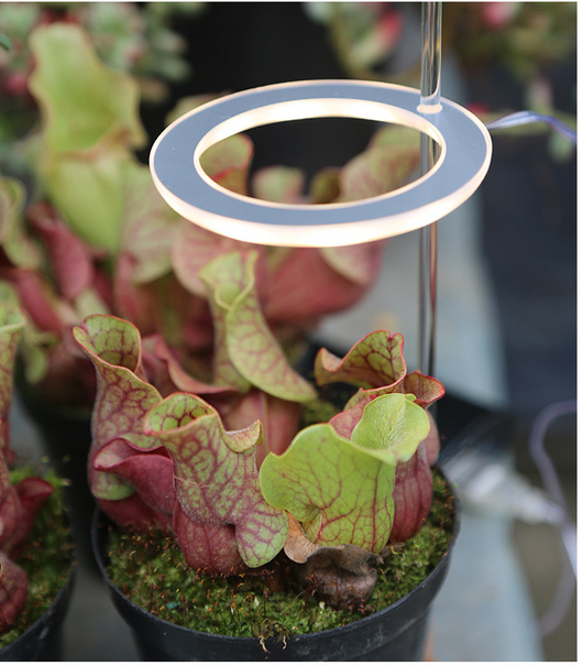 Lámpara LED de Espectro Completo para Plantas y Suculentas - Image 19