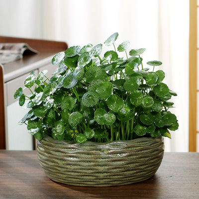 Maceta de Cerámica para Plantas y Flores - Image 11