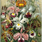 Color Foto 50 X 70 Cm