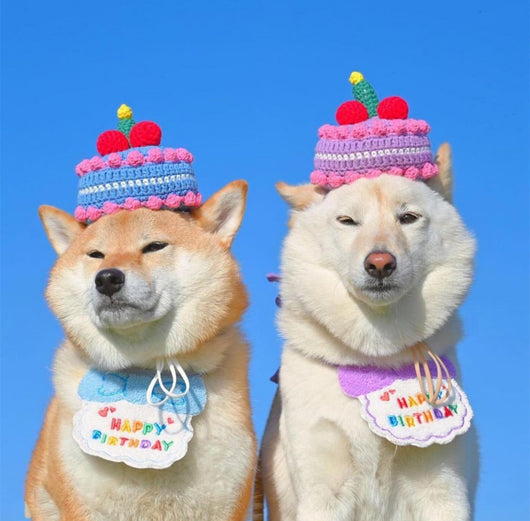 Sombrero Babero Elegante para Perros - Accesorios de Moda Canina - Image 14
