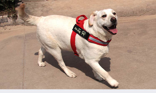 Arnés de Paseo para Perros Medianos y Grandes - Chaleco de Control Seguro - Image 10