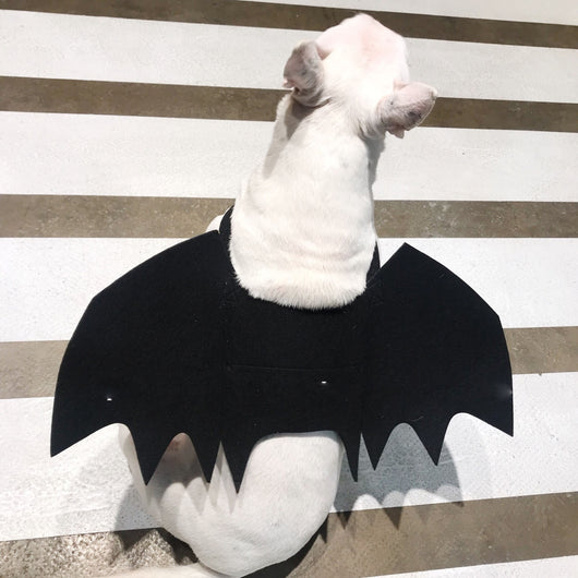 Alas de Murciélago para Perros - Accesorio Disfraz Transformable - Image 8