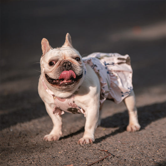 Falda para Perros Schnauzer, Pugs y Gatos - Tallas Pequeña y Mediana - Image 4