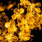 5M 20 Luzes Brancas