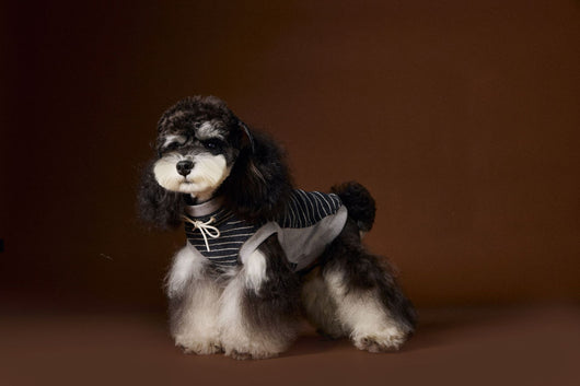 Suéter Tejido sin Mangas para Perros Pequeños Bichón Maltés York - Image 25