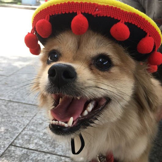Sombreros de Perrito Hot Dog para Mascotas - Image 3