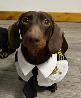 Disfraz Halloween para Perros Salchicha - Traje Divertido y Cómodo - Image 6
