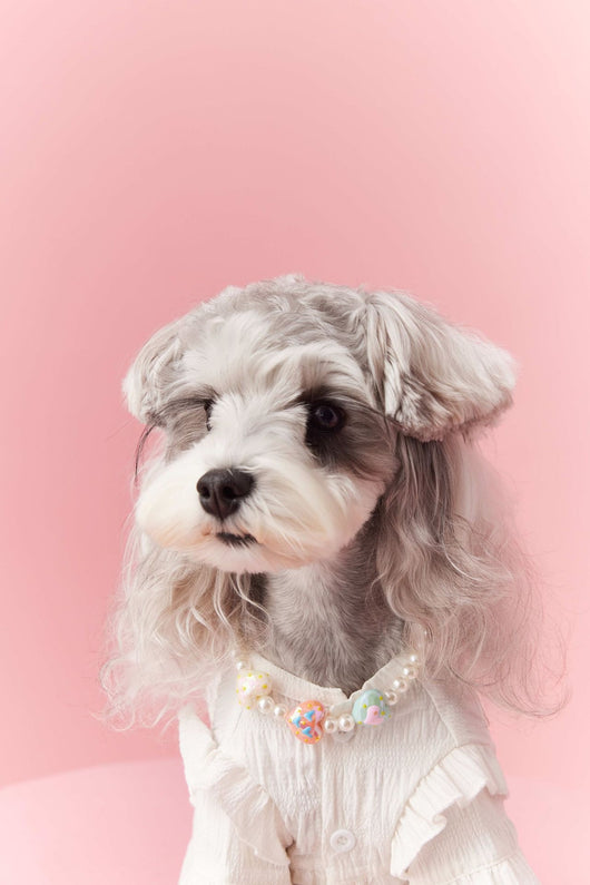 Adornos de Cuentas para Mascotas - Accesorios Decorativos Cóncavos para Perros - Image 22
