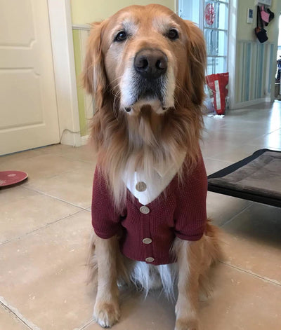 Cardigan Falso Doble para Perros Grandes - Image 14