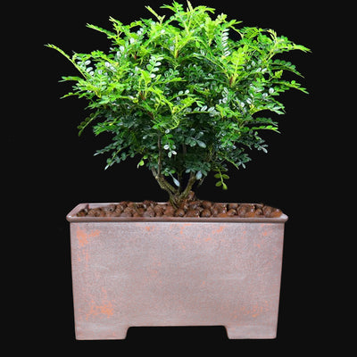 Maceta Cuadrada Grande de Cerámica Yixing para Bonsái y Plantas Leñosas - Image 2