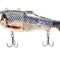 Bluehead chub