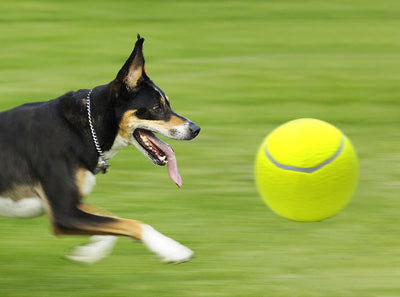 Large 8.5 inch (21.5 cm) yellow tennis ball, ideal for pet play or dog training. - Image 11
