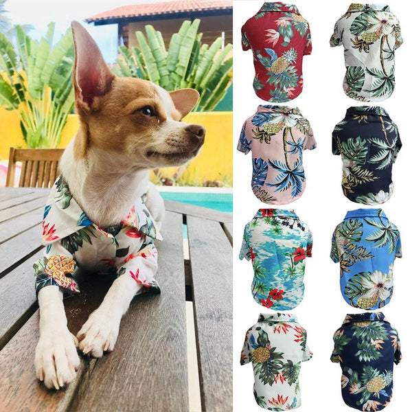 Playera Fresca para Perros Corgi y Gatos - Diseño Azul Primavera Verano