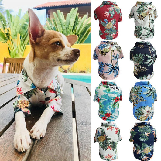 Playera Fresca para Perros Corgi y Gatos - Diseño Azul Primavera Verano