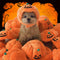 Sombrero de Calabaza Halloween para Mascotas - Disfraz Divertido y Adorable
