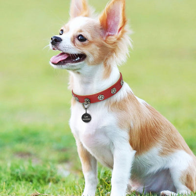 Collar de Cuero para Mascotas - Image 15
