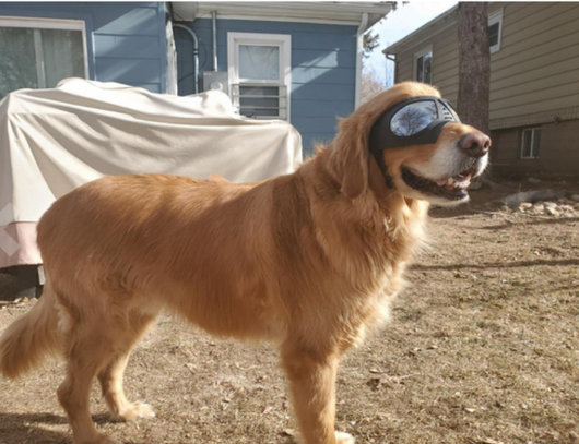 Gafas Protectoras Impermeables para Perros - Lentes de Seguridad Ajustables - Image 16